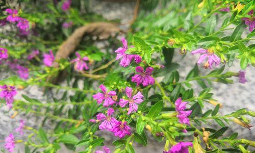 MySQL数据库语句INSERT和REPLACE介绍